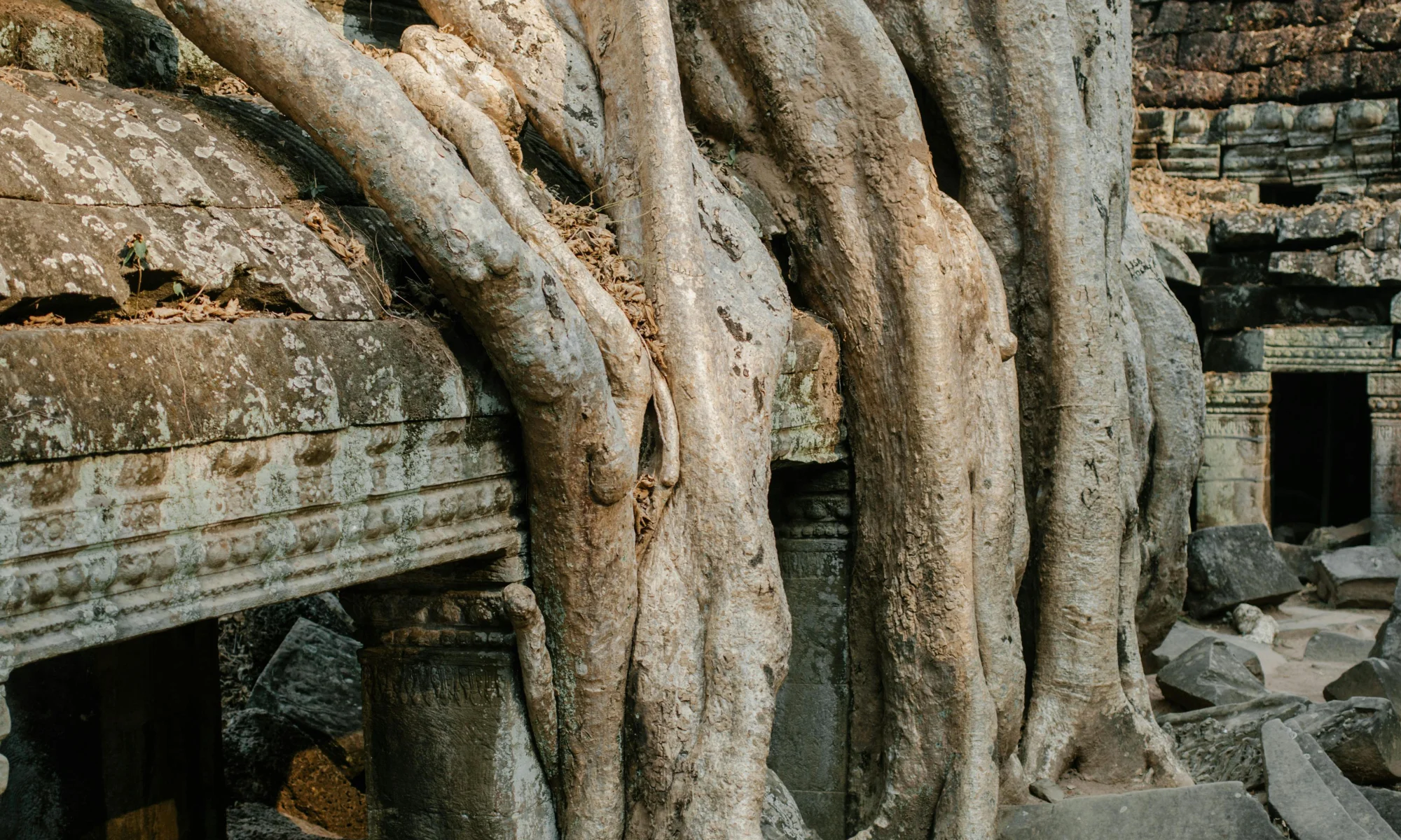 Racines d'un arbre enveloppant le toit presque en ruine à Ta Prohm